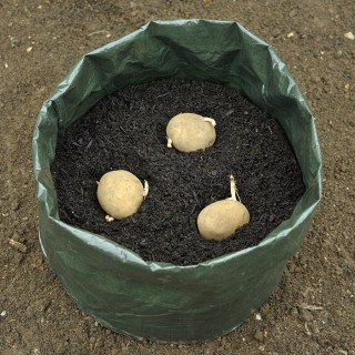 7 manieren om aardappelen te laten groeien die uw gewas zullen vergroten. Foto