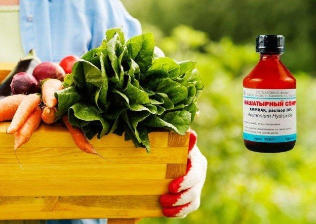 7 apotheekproducten van ziekten en plantenplanten. Recepten van oplossingen tegen bladluizen, schilden, fytophthors, rot