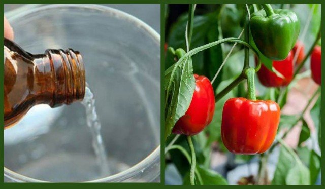 7 apotheekproducten van ziekten en plantenplanten. Recepten van oplossingen tegen bladluizen, schilden, fytophthors, rot
