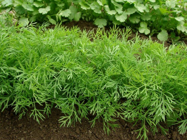 7 trucs van het kweken van dille voor langdurig gebruik van greens. Gefaseerd zaaien, keuze van variëteiten. Foto