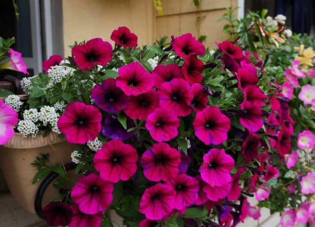 7 Beste mooie bloeiende planten voor ampelcomposities. Foto
