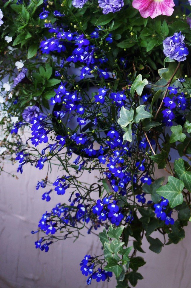 7 Beste mooie bloeiende planten voor ampelcomposities. Foto