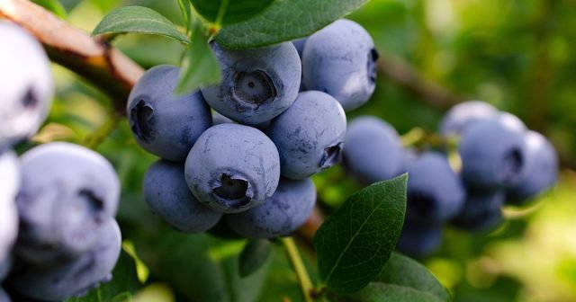 7 fouten bij het planten van bosbessen