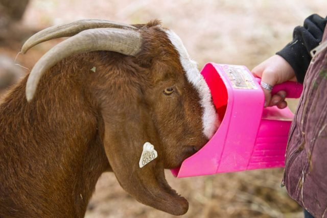 7 redenen waarom geiten in de winter minder melk geven - we verhogen de melkopbrengst in de winter