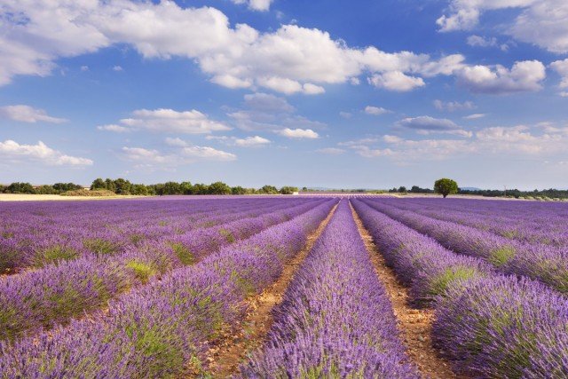 7 Eenvoudige regels van chique lavendel. Planten, zorg, reproductie. Foto