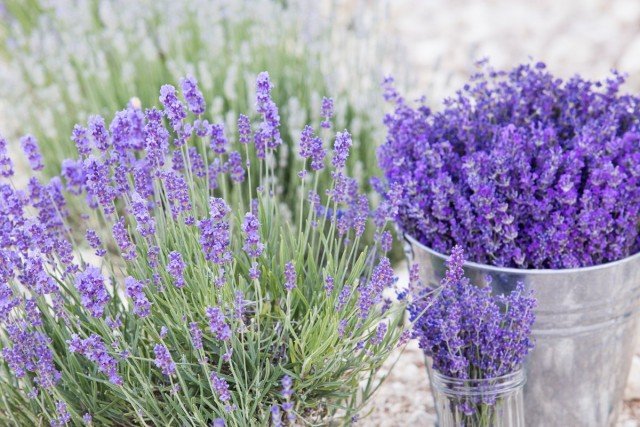 7 Eenvoudige regels van chique lavendel. Planten, zorg, reproductie. Foto