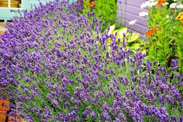 7 Eenvoudige regels van chique lavendel. Planten, zorg, reproductie. Foto