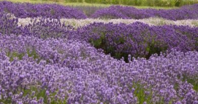 7 Eenvoudige regels van chique lavendel. Planten, zorg, reproductie. Foto