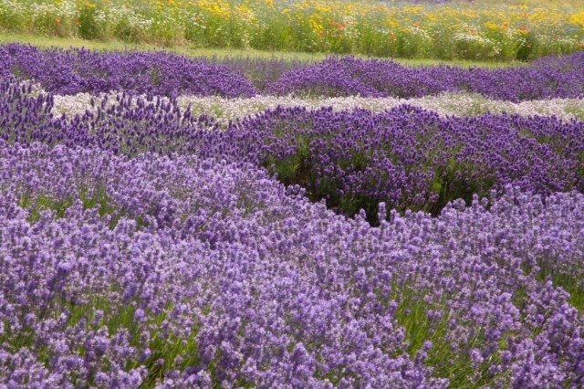 7 Eenvoudige regels van chique lavendel. Planten, zorg, reproductie. Foto