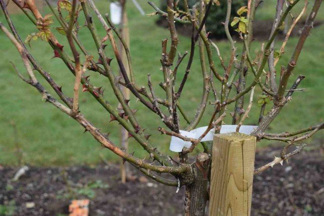 7 werkt in de bloementuin, die u moet hebben om tijd te hebben voor vorst