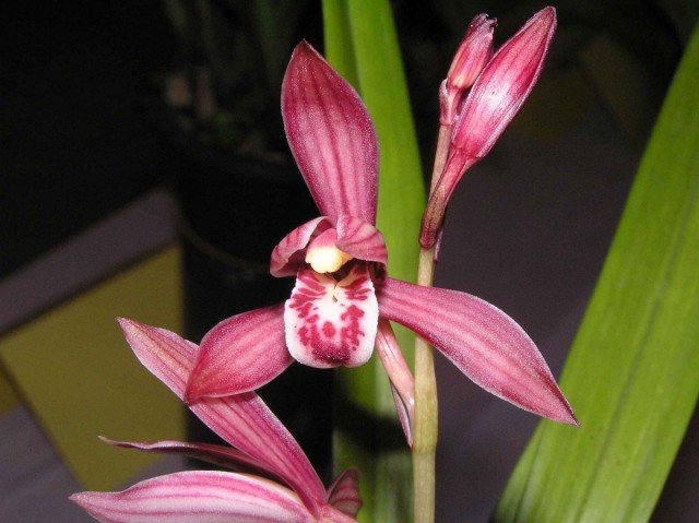 7 van de meest geurige orchideeën met een pittige geur. Beschrijving, foto.