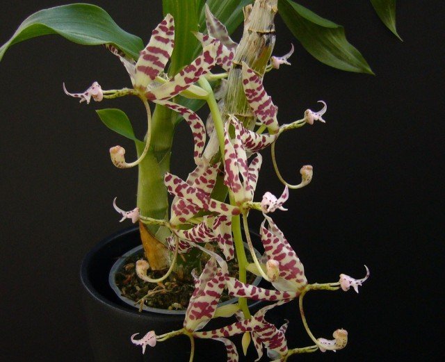 7 van de meest geurige orchideeën met een pittige geur. Beschrijving, foto.