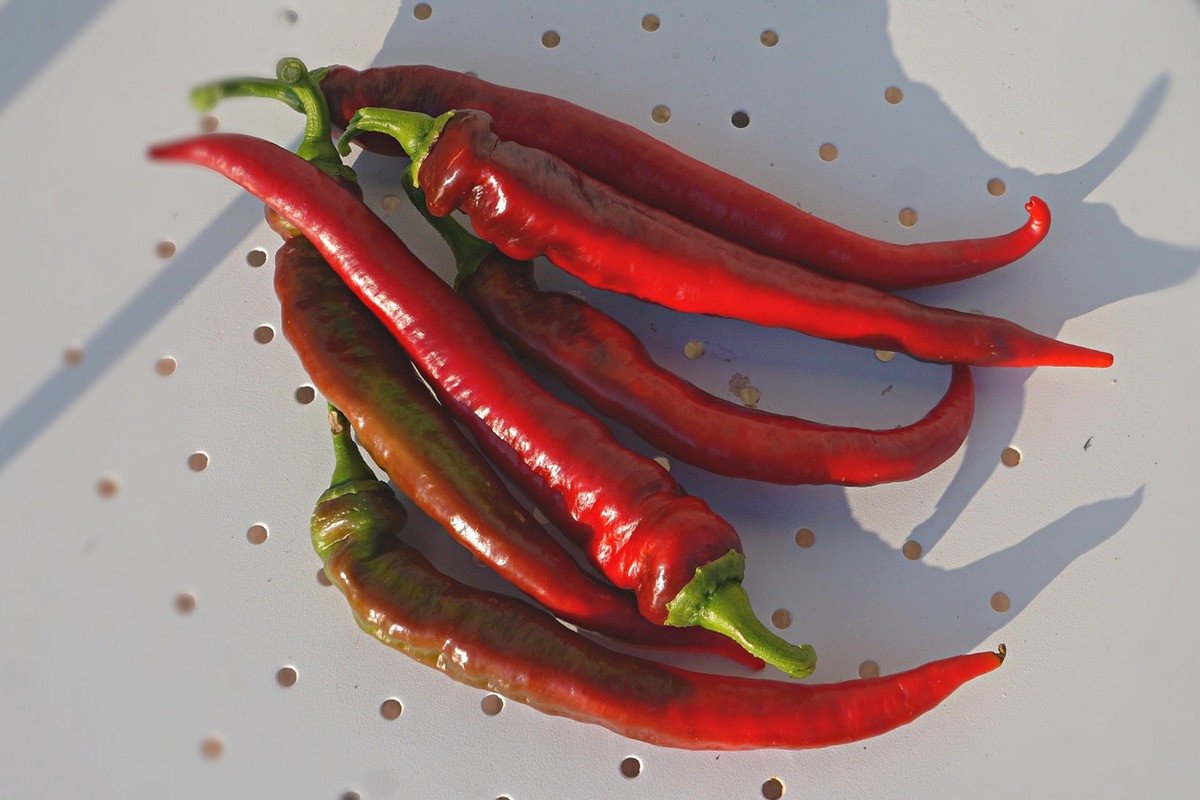 7 variëteiten van langdurige paprika's die ik ben gegroeid om te bakken. Beschrijving en foto
