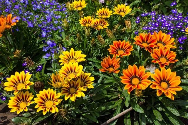 7 manieren om de bloementuin snel te corrigeren in het midden van de zomer. Foto