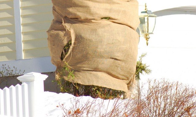 7 omstandigheden van succesvolle overwintering van naaldplanten. Bescherming tegen sneeuw, vorst, zonnebrand