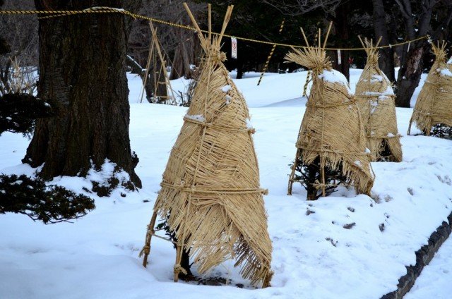 7 omstandigheden van succesvolle overwintering van naaldplanten. Bescherming tegen sneeuw, vorst, zonnebrand