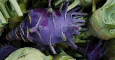 7 Gezonde en heerlijke paarse groenten die ik verbouw. Beschrijving. Foto - Pagina 5 van de 7