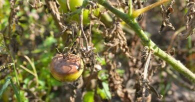 8 Ziekten van tomaten die u door persoon zou moeten kennen. Foto