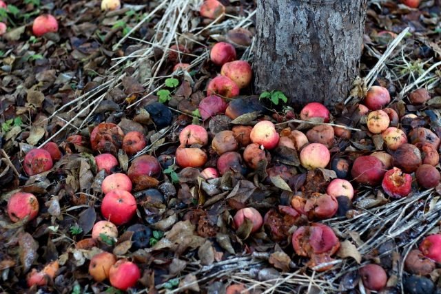 8 Hoofdregels voor zorgzame bomen in de herfst. Snoeien, witwassen, vocht -gall water geven. Foto