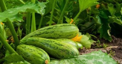 8 trucs voor een groot oogst van courgette. Planten, topdressing, water geven, oogsten. Foto
