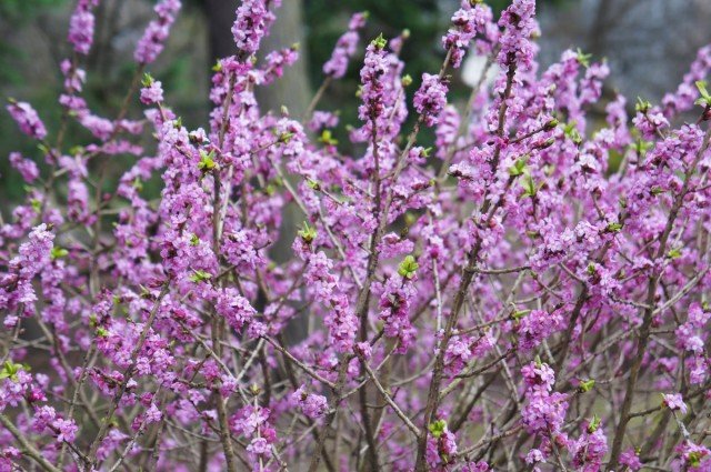 8 Beste decoratieve struiken bloeien in het voorjaar. Beschrijving, variëteit, foto