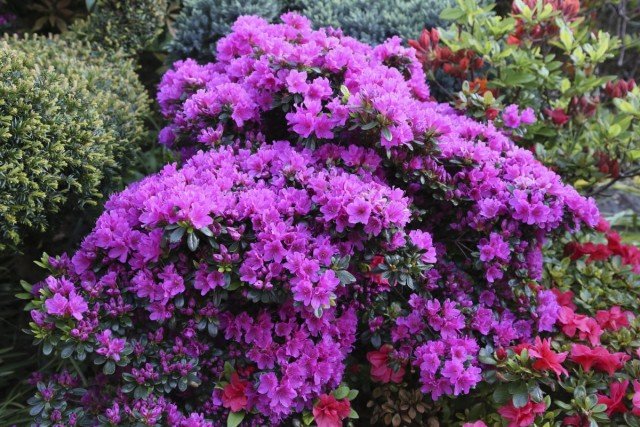 8 Beste decoratieve struiken bloeien in het voorjaar. Beschrijving, variëteit, foto
