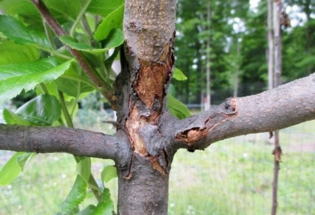 8 van de meest voorkomende ziekten van appelbomen. Beschrijving en foto