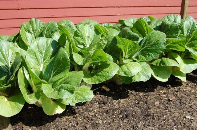 9 groenten voor het "snel" gewas. Welke gewassen kunnen in 30-50 dagen worden gekweekt? Foto