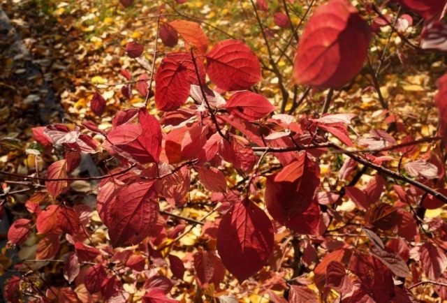 9 struiken met het mooiste herfstgebladerte in mijn tuin. Namen, beschrijving, foto