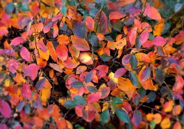 9 struiken met het mooiste herfstgebladerte in mijn tuin. Namen, beschrijving, foto