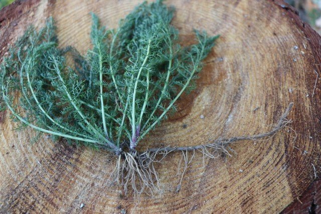 9 medicinale planten die in de winter thuis moeten worden gekweekt. Beschrijving. Zorg in binnenomstandigheden. Foto