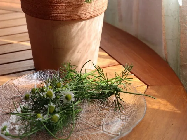 9 medicinale planten die in de winter thuis moeten worden gekweekt. Beschrijving. Zorg in binnenomstandigheden. Foto – Pagina 4 van de 9, Kaleyard 9 medicinale planten die in de winter thuis moeten worden gekweekt. Beschrijving. Zorg in binnenomstandigheden. Foto - Pagina 4 van de 9