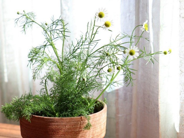 9 medicinale planten die in de winter thuis moeten worden gekweekt. Beschrijving. Zorg in binnenomstandigheden. Foto - Pagina 4 van de 9