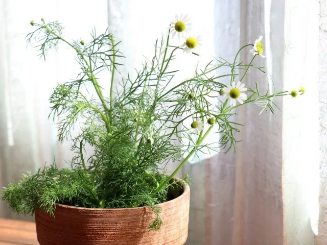 9 medicinale planten die in de winter thuis moeten worden gekweekt. Beschrijving. Zorg in binnenomstandigheden. Foto – Pagina 4 van de 9, Kaleyard 9 medicinale planten die in de winter thuis moeten worden gekweekt. Beschrijving. Zorg in binnenomstandigheden. Foto - Pagina 4 van de 9