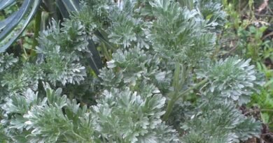 9 medicinale planten die in de winter thuis moeten worden gekweekt. Beschrijving. Zorg in binnenomstandigheden. Foto - Pagina 7 van 9