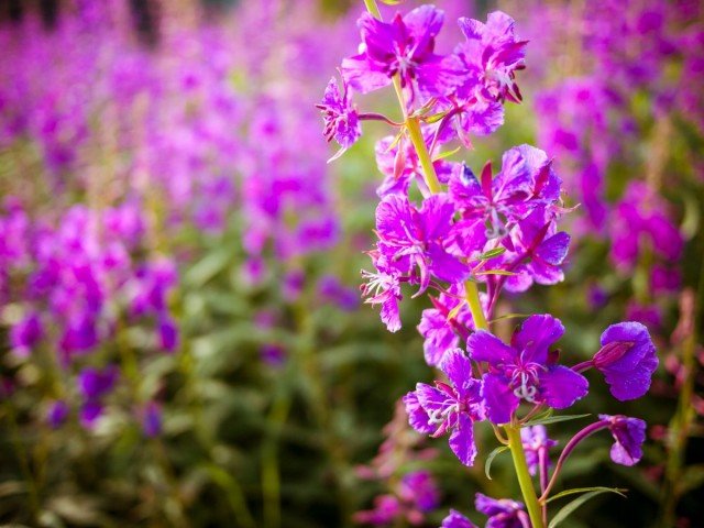 9 Medicinale planten om angst te verlichten en slapeloosheid te stimuleren. Kenmerken van groeien en toepassing. Foto - Pagina 3 van 9