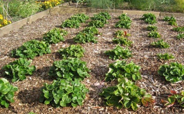 9 Beste materialen voor het mulchen van aardbeien van de tuin. Film, Spanbond, stro, zaagsel, enz. Foto