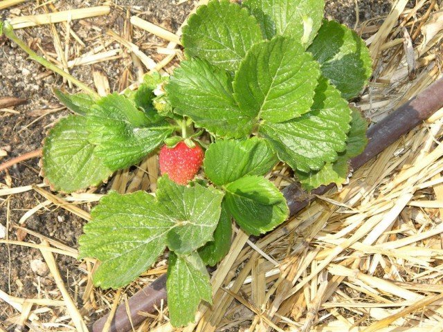 9 Beste materialen voor het mulchen van aardbeien van de tuin. Film, Spanbond, stro, zaagsel, enz. Foto