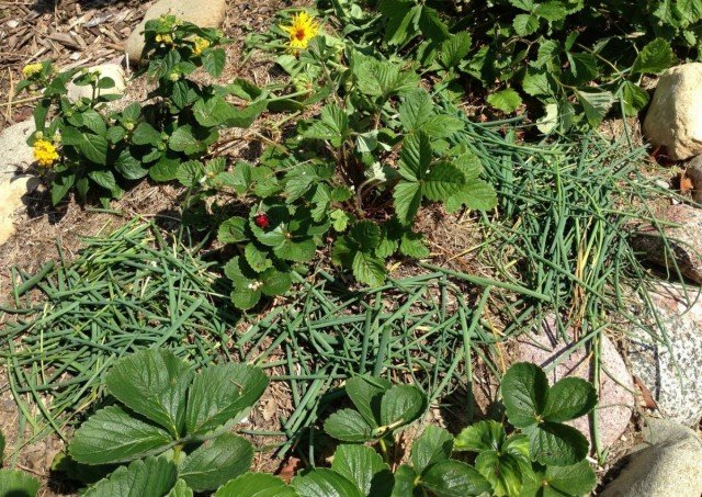 9 Beste materialen voor het mulchen van aardbeien van de tuin. Film, Spanbond, stro, zaagsel, enz. Foto