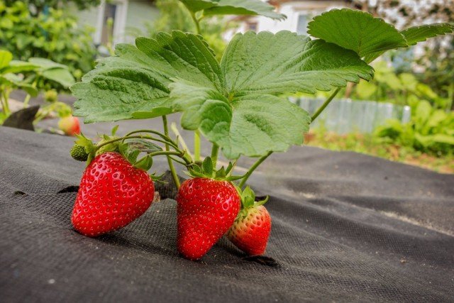 9 Beste materialen voor het mulchen van aardbeien van de tuin. Film, Spanbond, stro, zaagsel, enz. Foto