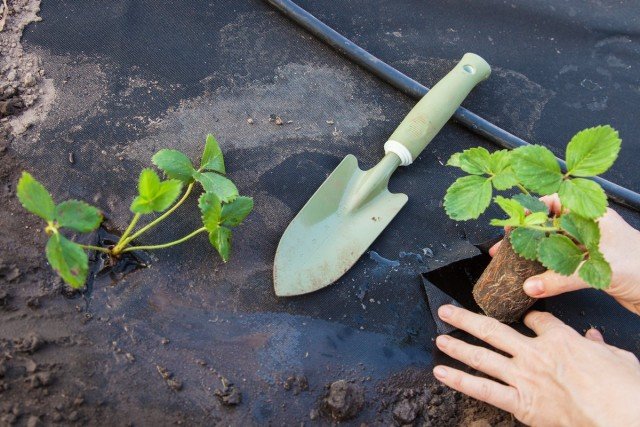 9 Beste materialen voor het mulchen van aardbeien van de tuin. Film, Spanbond, stro, zaagsel, enz. Foto