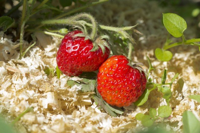 9 Beste materialen voor het mulchen van aardbeien van de tuin. Film, Spanbond, stro, zaagsel, enz. Foto