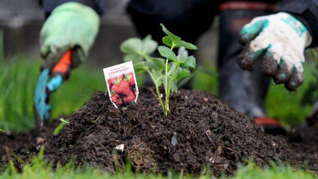 9 Beste materialen voor het mulchen van aardbeien van de tuin. Film, Spanbond, stro, zaagsel, enz. Foto