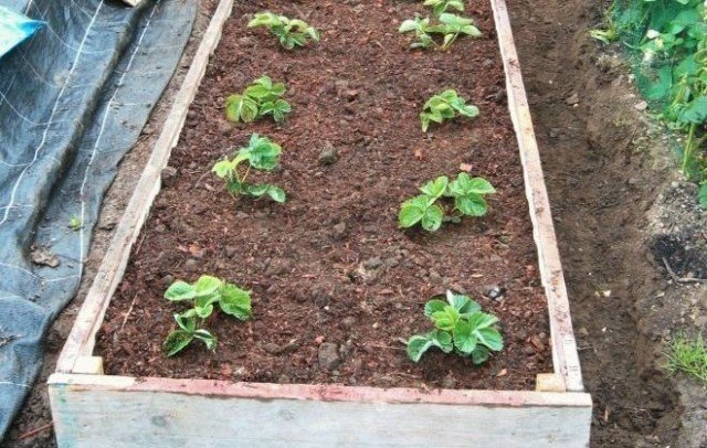 9 Beste materialen voor het mulchen van aardbeien van de tuin. Film, Spanbond, stro, zaagsel, enz. Foto