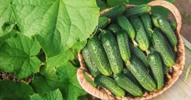 9 onmisbare hybriden van komkommers die ik adviseer om iedereen te laten groeien. Beschrijving. Foto