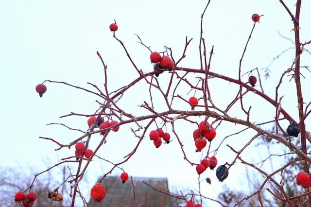 9 planten die uw tuin in de winter zullen versieren met helder fruit. Namen, beschrijvingen, foto's