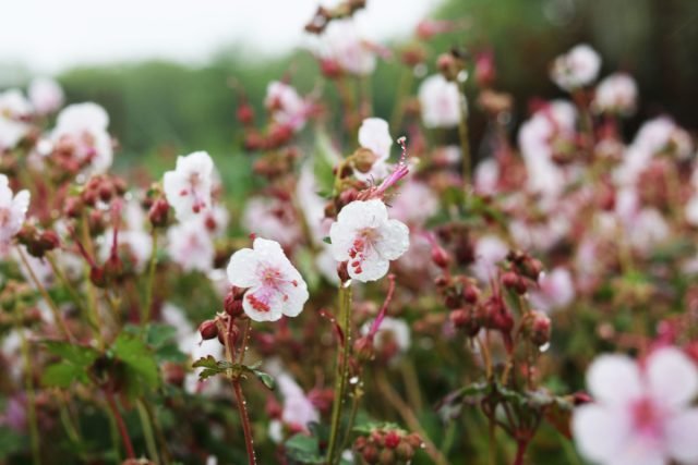 9 mooiste en pretentieloze soorten geranium