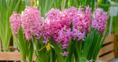 9 mooiste variëteiten van hyacinten die ik ben gegroeid. Beschrijving, foto