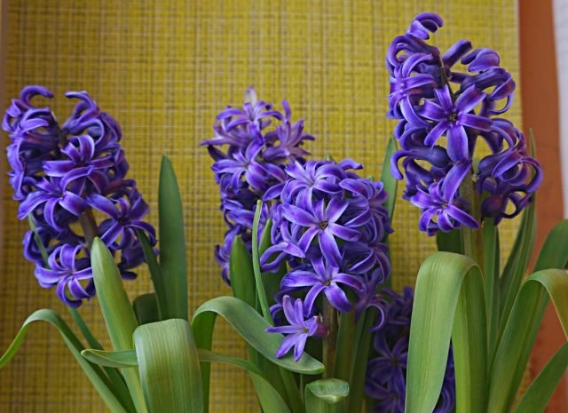 9 mooiste variëteiten van hyacinten die ik ben gegroeid. Beschrijving, foto
