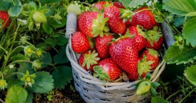7 geheimen van een grote oogst van aardbeien van Sadovaya. Voorwaarden voor groeiende, landbouwtechnieken. Foto